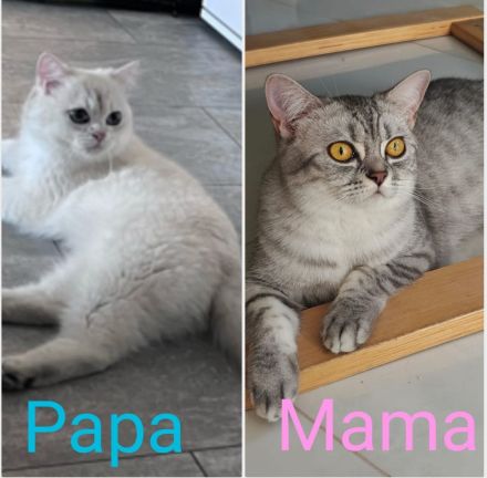 Süße BKH Kitten suchen ein liebevolles Zuhause