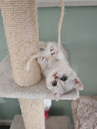 Süße BKH Kitten suchen ein liebevolles Zuhause