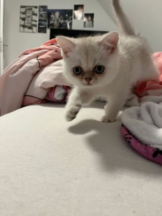 Süße BKH Kitten suchen ein liebevolles Zuhause