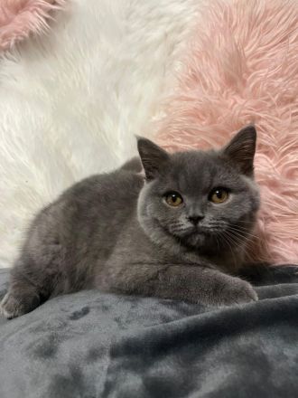 Verspielte BKH Kitten reinrassig