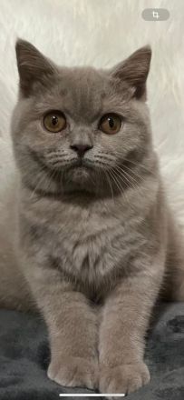 Verspielte BKH Kitten reinrassig