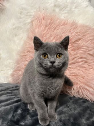 Verspielte BKH Kitten reinrassig