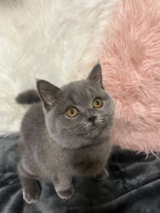 Verspielte BKH Kitten reinrassig