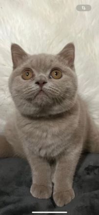 Verspielte BKH Kitten reinrassig