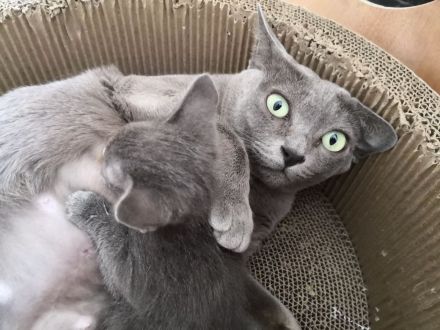 Korat-Kätzchen, männlich