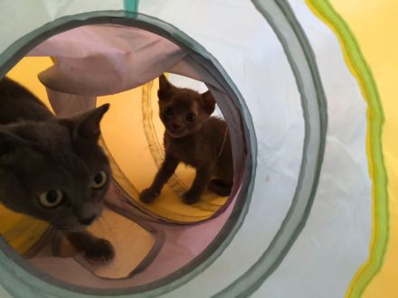 Korat-Kätzchen, männlich