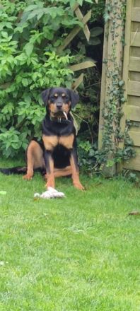 8 Monate alte traumhafte Rottweiler Hündin