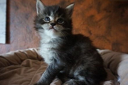 Onyx - traumhaftes Girl auf Jobsuche