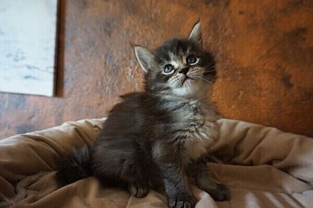 Onyx - traumhaftes Girl auf Jobsuche