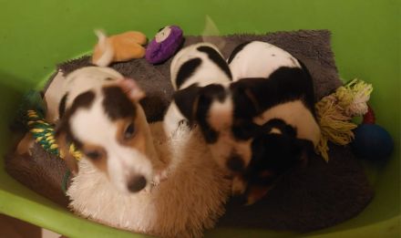 Jack Russel Terrier Welpen Abzugeben