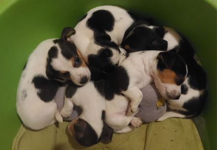 Jack Russel Terrier Welpen Abzugeben