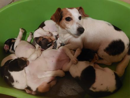 Jack Russel Terrier Welpen Abzugeben