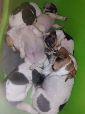 Jack Russel Terrier Welpen Abzugeben