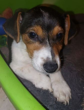 Jack Russel Terrier Welpen Abzugeben