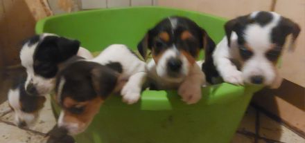 Jack Russel Terrier Welpen Abzugeben