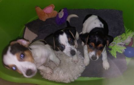 Jack Russel Terrier Welpen Abzugeben
