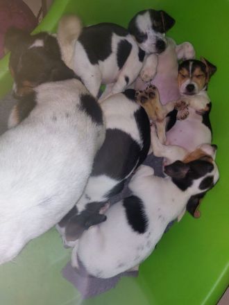 Jack Russel Terrier Welpen Abzugeben