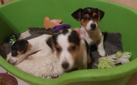 Jack Russel Terrier Welpen Abzugeben