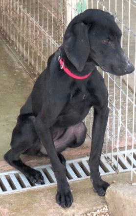 Sheara, weiblicher Mischling