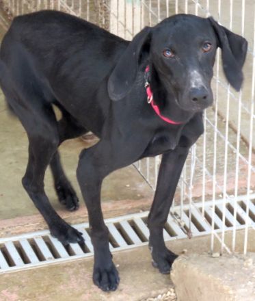 Sheara, weiblicher Mischling