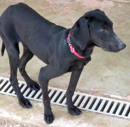 Sheara, weiblicher Mischling