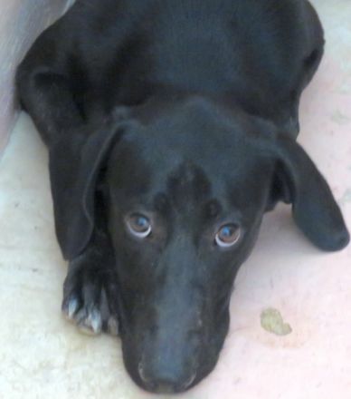 Sam 5, männlicher Mischling