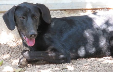 Sam 5, männlicher Mischling