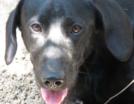 Sam 5, männlicher Mischling