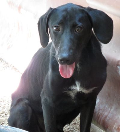 Sam 5, männlicher Mischling