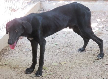 Sam 5, männlicher Mischling