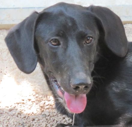 Sam 5, männlicher Mischling