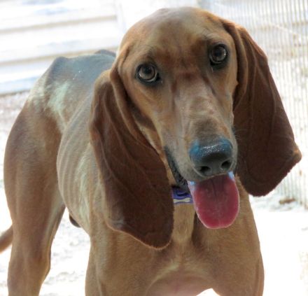 Petras, männlicher Seguggio-Mix