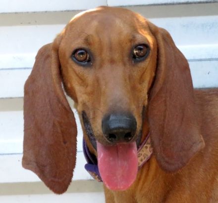 Petras, männlicher Seguggio-Mix