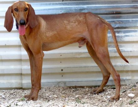 Petras, männlicher Seguggio-Mix