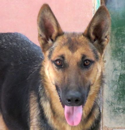 Mystique, weiblicher Schäferhund