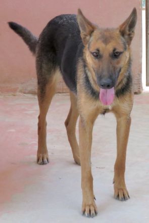 Mystique, weiblicher Schäferhund