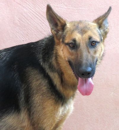 Mystique, weiblicher Schäferhund