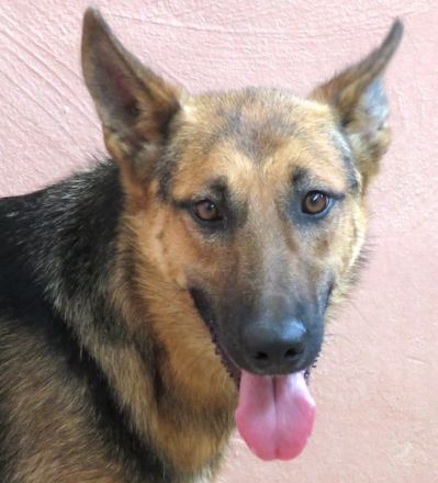 Mystique, weiblicher Schäferhund