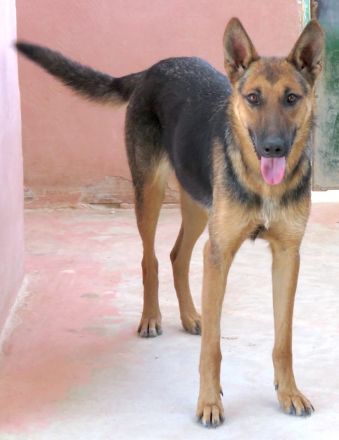 Mystique, weiblicher Schäferhund