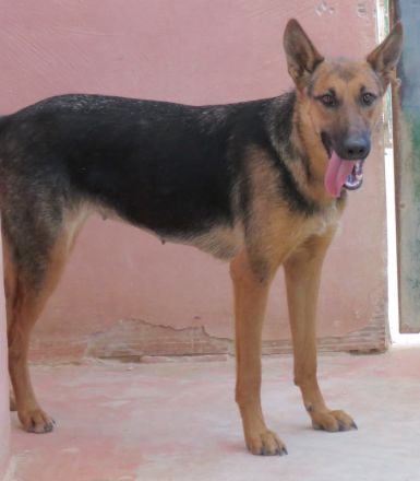 Mystique, weiblicher Schäferhund