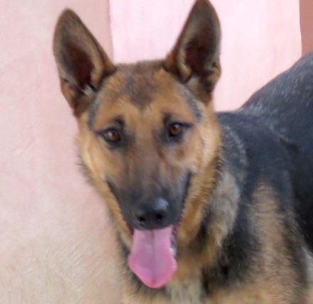 Mystique, weiblicher Schäferhund