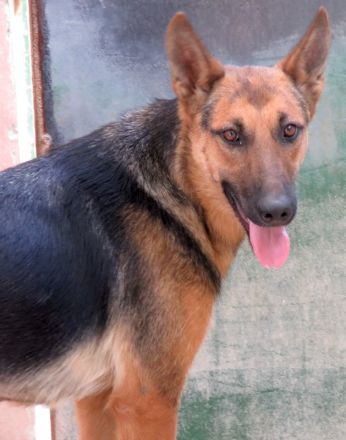 Mystique, weiblicher Schäferhund