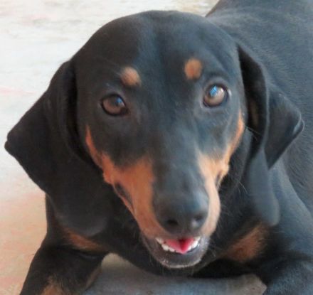 Clementine, weiblicher Hound-Mix