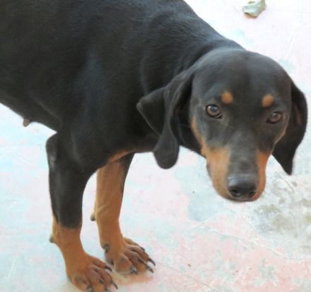 Clementine, weiblicher Hound-Mix