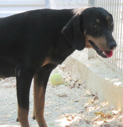 Clementine, weiblicher Hound-Mix