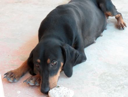 Clementine, weiblicher Hound-Mix