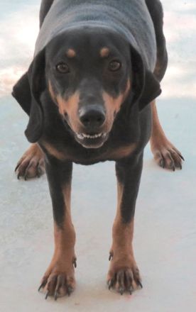 Clementine, weiblicher Hound-Mix