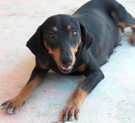 Clementine, weiblicher Hound-Mix