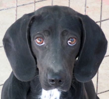 Franco, männlicher Mischling