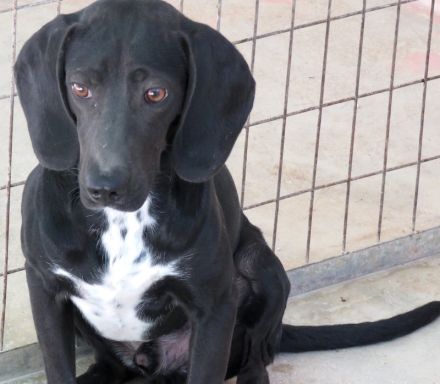 Franco, männlicher Mischling